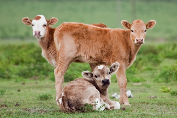 baby cows, argentina, animals